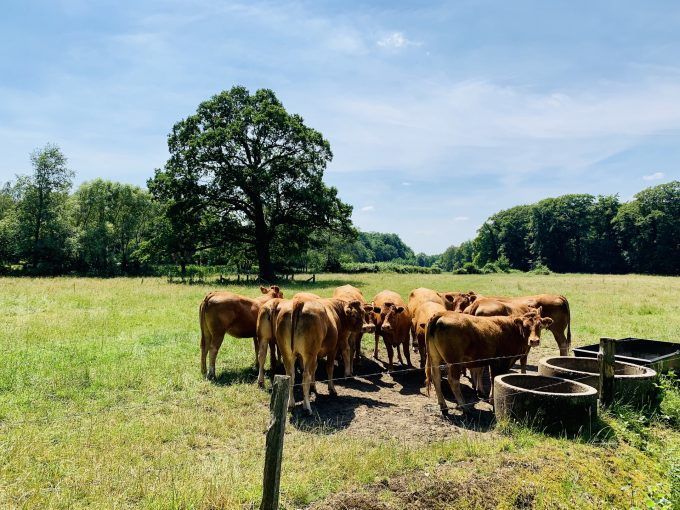 Wandelen Twente