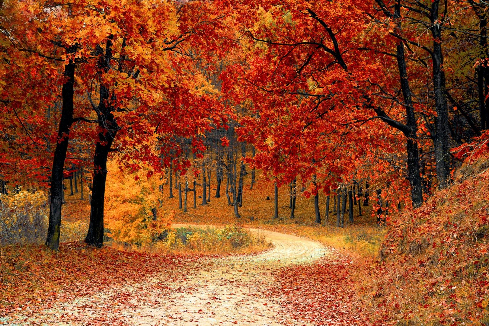 Bossen Twente natuur