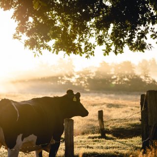 Natuur rust ruimte de Lutte Twente
