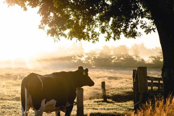 Natuur rust ruimte de Lutte Twente