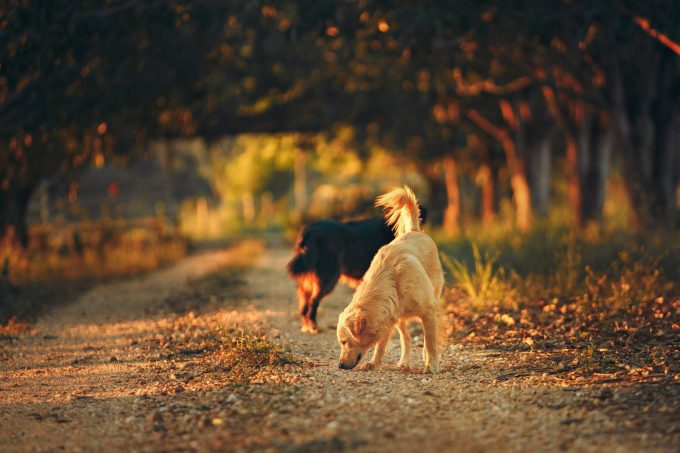 Honden hotel Twente De Lutte